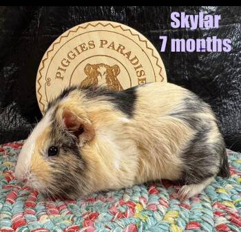 Rescue Short Haired Guinea Pigs for Adoption in Red Oak, Iowa - Skylar | PetCurious